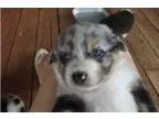 Nice australian shepherd for sale