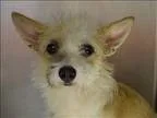 Adopt Big Fluffy a Cairn Terrier