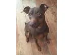 Adopt Bubba a RedGoldenOrangeCh estnut Miniature Pinscher  Mixed