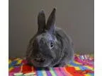 Adopt Thumpy a Bunny Rabbit