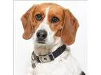 Adopt Belle a Beagle  Mixed dog in San Luis Obispo CA (15249343)