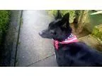 Adopt Kato a Shepherd Labrador Retriever