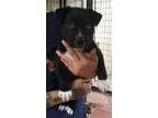 Adopt Carol a Black - with White Retriever (Unknown Type)  Borde