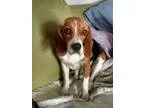 Adopt Violet a Beagle