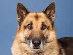 Adopt Thunder a German Shepherd Dog