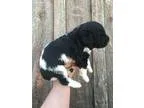 AKC Tuxedo