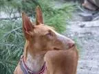 Adopt Sabine a Ibizan Hound