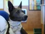 Adopt PERICO a Basenji  Mixed dog in Santa Fe NM (15243117)