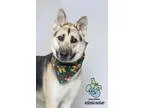 Adopt Valentine a Shepherd (Unknown Type)  Siberian Husky  Mixed