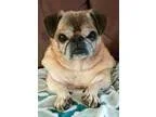Foster for Rescued Dogs Needed