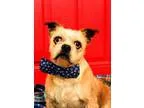 Adopt Ringo a Shih Tzu Terrier