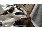 Adopt Wilson a White - with Black Collie  Jack Russell Terrier d