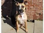Adopt Sarah a Boxer
