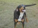 Adopt HERMES a Australian Cattle Dog (Blue Heeler) Labrador Retr