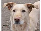 Adopt Greta a TanYellowFawn Shepherd (Unknown Type)  Labrador Re