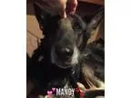 Adopt Mandy a German Shepherd Dog