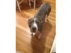 Adopt Gina a BrownChocolate - with White Pit Bull Terrier  Mixed
