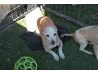 Adopt INGRID a TanYellowFawn Miniature Pinscher  Mixed dog in Sa