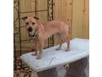 Adopt Maddy a Terrier Dachshund