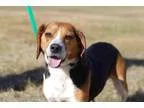 Adopt Owen a Beagle