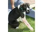Adopt Boo a Border Collie