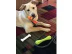 Adopt Sable a Labrador Retriever Golden Retriever