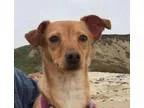 Adopt Penelope a RedGoldenOrangeCh estnut Miniature Pinscher  Mi