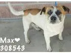 Adopt 308543 Max a Jack Russell Terrier Beagle