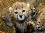 Male and Female TigerCheetahs Cubs and other exotics