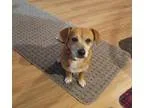 Adopt Hercules a Beagle Dachshund