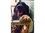 Adopt Junior a Shepherd