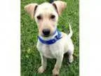 Adopt Charlie - adorable playful and sweet baby boy(WA) a Yellow