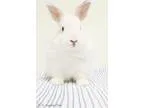 Adopt Clyde a Lionhead Bunny Rabbit