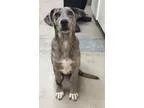 Adopt Grace a Catahoula Leopard Dog