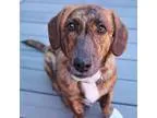 Adopt Jack a Blue Heeler  Mixed dog in Silverdale WA (15071760)