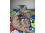 Adopt Momma Missy and Kittens a Domestic Short Hair Tabby