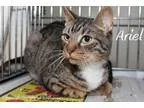 Adopt Ariel a Brown Tabby Domestic Shorthair  Mixed (short coat)