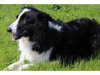 Adopt Rocky a Black - with White Border Collie  Mixed dog in Gra