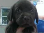 Lab pup chocolate