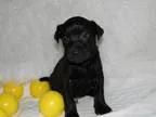 Adopt Mario a Labrador Retriever Australian Cattle Dog (Blue Hee