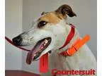 Adopt Countersuit a Greyhound