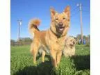 Adopt Sofie a RedGoldenOrangeCh estnut Golden Retriever  Shepher