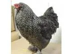 Adopt PEPPERCORN a Chicken bird in Methuen MA (15275273)