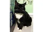 Adopt Baby a Tuxedo