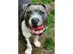 Adopt Blue a Pit Bull Terrier Terrier