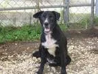 Adopt Astra a Border Collie