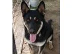 Adopt Trish a TanYellowFawn - with White Labrador Retriever  Mix