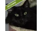 Adopt Melvin a Domestic Long Hair