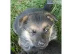 Reg German Shepherd Pups For sale