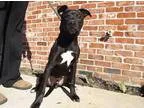 Adopt Colson a Pit Bull Terrier